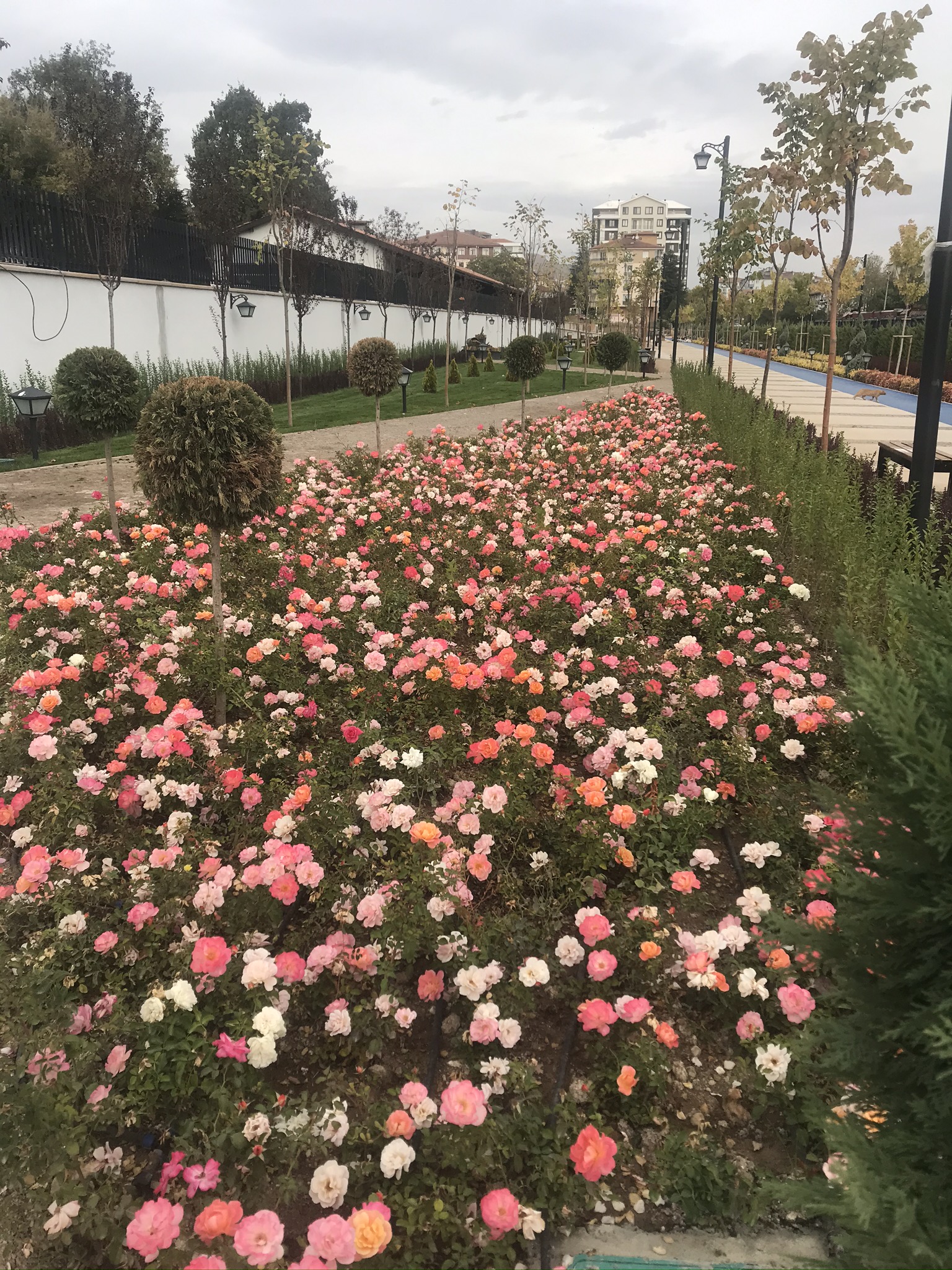 Saraçoğlu Projesi 13